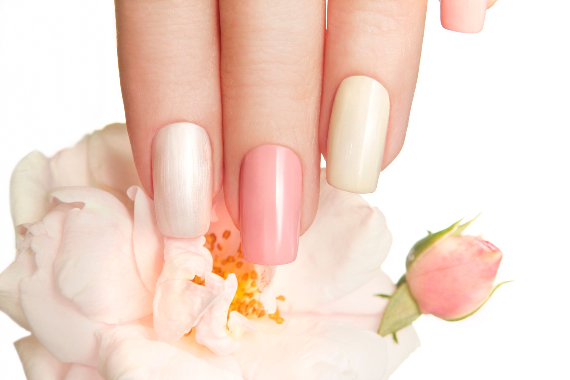 Pastel manicure with rose.